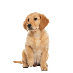 Obraz premium Adorable golden retriever puppy posing thoughtfully against a clean presentation space