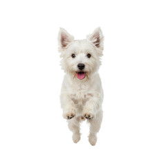 Adorable West Highland White Terrier leaps mid air with joy on solid tone to bring happiness