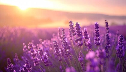 Lavender Field At Sunset With Golden Sunlight And Soft Bokeh Effect In Provence France