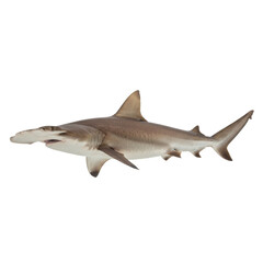 Obraz premium Captivating Hammerhead Shark Isolated for Educational and Conservation Awareness Projects