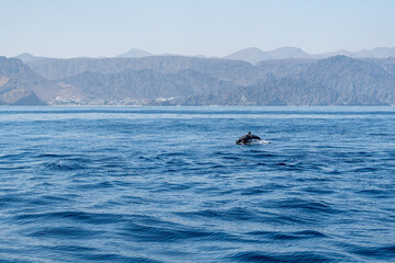 Fototapeta premium Dolphins in the Water - Oman