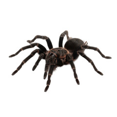 Detailed close up of a Chilean rose tarantula, showcasing its hairy body and menacing presence