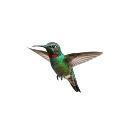 Obraz premium Detailed close up portrait of a vibrant Rufous-breasted Hummingbird in mid flight on dark setting