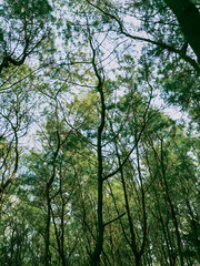 A low-angle perspective of a lush green forest with towering trees reaching for the bright sky, a tranquil nature scene full of life and growth
