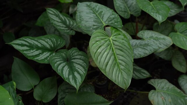camera slowly moving close up view of Philodendron leaves, sodiroi silver and mamei, showing its beautiful silvery leave pattern, 4k 30fps