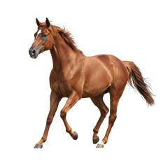 Obraz premium Majestic Chestnut Horse in Motion, Showcase of Graceful Power and Agility Against Solid Space