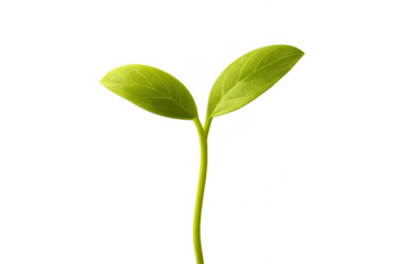 Young green sprout growing with transparent background