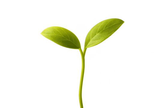 Young green sprout growing with transparent background