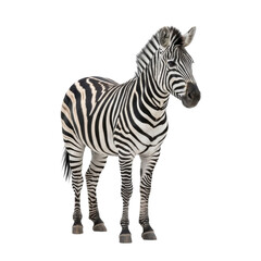 Obraz premium Striking Zebra Portrait, A Captivating Glimpse into the World of Wildlife and its Unique Beauty