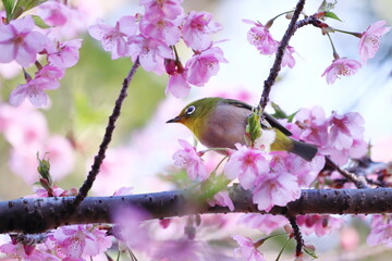 河津桜にとまるメジロ