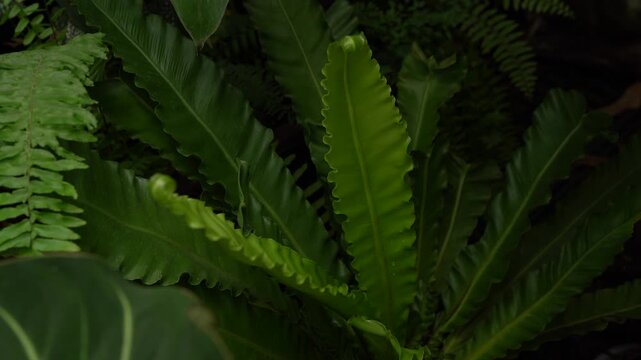 Close-up of layered green fern leaves with bold ridges and rhythmic patterns, captured against a dark backdrop for a lush, moody botanical feel.