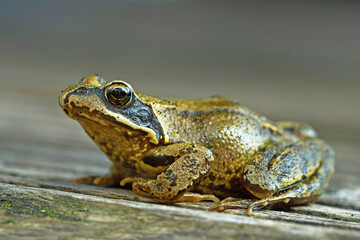 Obraz premium Frog with textured skin sits calmly on weathered wooden planks in natural light.
