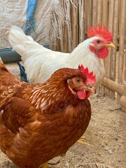 A brown hen and white rooster in a rustic coop. High-quality farm animal portrait representing organic poultry, rural lifestyle, and sustainable agricultural practices.