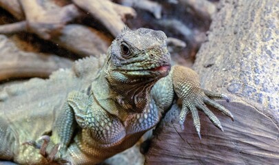 Naklejka premium Iguane vert