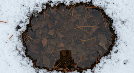 Reflective puddle in melting snow reveals forest floor debris and a subtle human silhouette, evoking transitional seasons and nature's details.
