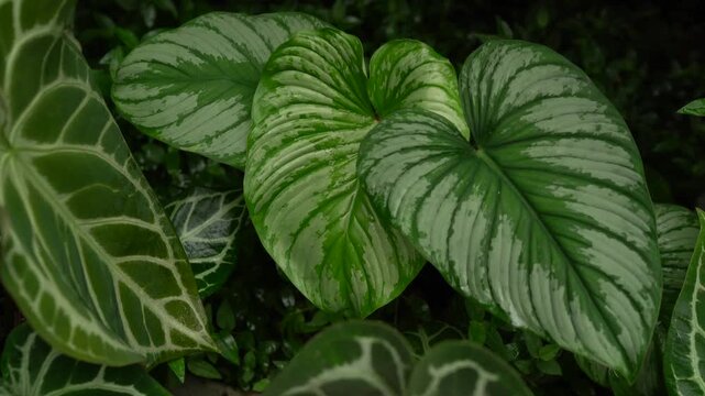 camera slowly focus on Philodendron sodiroi leaves, showing its beautiful silvery leave under greenhouse, tropical climate, indoor plants, 4k 30fps