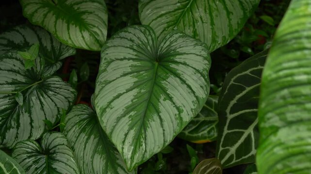 camera slowly focus on Philodendron sodiroi leaves, showing its beautiful silvery leave under greenhouse, tropical climate, indoor plants, 4k 30fps