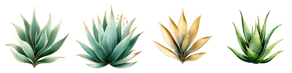 Fototapeta premium Watercolor Aloe Vera and Agave Collection, Botanical Illustration on White
