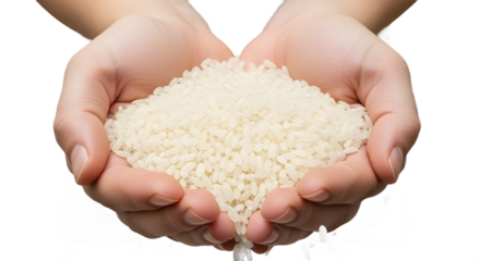 Human hands holding raw white rice grains representing agriculture, food supply, and healthy eating. isolated PNG with Transparent Background