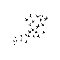 Black bird silhouettes flying across a white background, perfect for stock photography focused on nature and wildlife themes.