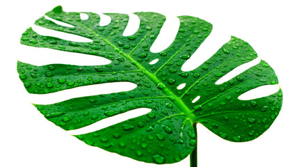 Monstera deliciosa leaf green plant nature tropical foliage botany flora botanical wet raindrops dew drops on transparent background