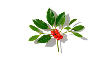 Holly berries leaves christmas decoration festive season winter holiday botanical nature plant evergreen branch on transparent background