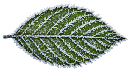 Frozen leaf winter frost ice crystals nature closeup macro detail cold season botanical plant beauty on transparent background