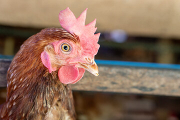 Chicken eggs heather on farm	