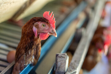 Chicken eggs heather on farm	