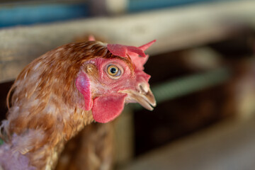 Chicken eggs heather on farm	
