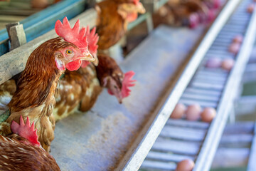 Chicken eggs heather on farm	
