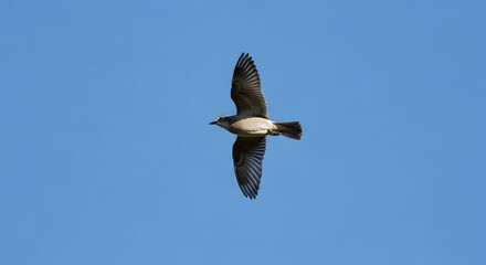 Obraz premium Soaring Bird in Flight Against a Clear Blue Sky Capturing the Freedom of Nature in Motion
