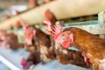 Chicken eggs heather on farm	