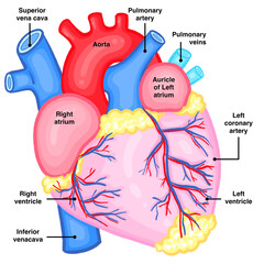 Labeled Human Heart Anatomy Medical Diagram for Education and Textbooks