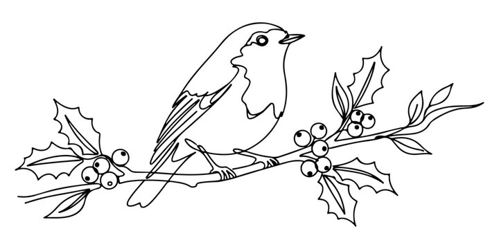 Continuous one line of robin perched on a branch with holly berries, style hand drawing vector illustration.