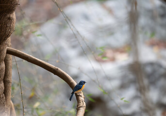 A vibrant Tickells blue flycatcher perches on a weathered branch in a lush, natural forest environment. The background is soft and blurred.