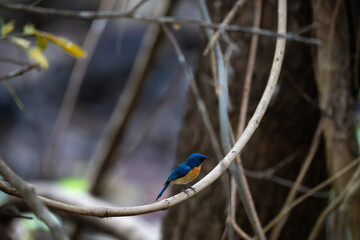 A vibrant Tickells blue flycatcher perches on a weathered branch in a lush, natural forest environment. The background is soft and blurred.
