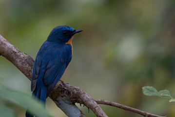 A vibrant Tickells blue flycatcher perches on a weathered branch in a lush, natural forest environment. The background is soft and blurred.