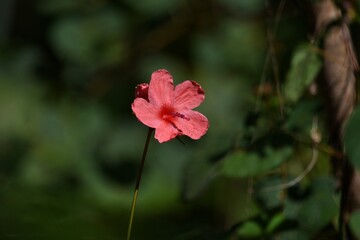red flower in the garden