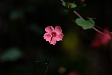 pink flower in the garden