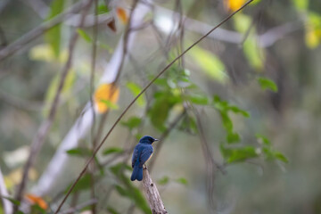 A vibrant Tickells blue flycatcher perches on a weathered branch in a lush, natural forest environment. The background is soft and blurred.