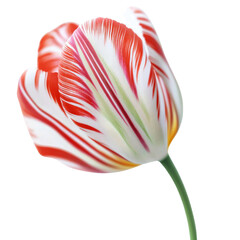 Close-up of a striking striped tulip flower against a crisp white backdrop