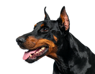A headshot features a sleek, black and tan canine against a dark background, its alert gaze and open mouth showcasing its healthy teeth