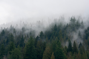 Fog and Misty Mountain Forest. A lush, temperate rainforest mountainside of the Pacific Northwest in fog and mist.
