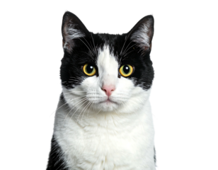 A headshot of a black and white cat looking directly at the viewer with bright yellow eyes and a pink nose, isolated on black