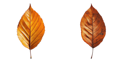 Two vibrant autumn leaves. One leaf is turning golden, while the other is showing signs of browning