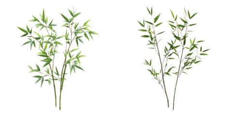Bamboo plants showcase a display of natural grace and the vibrant essence of nature. The image features a set of bamboo plants that convey peace and calm