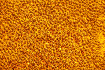 Abstract texture with studio lighting, creating a warm, luminous glow. Close-up shot of organic pattern, professional commercial style