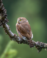 Northern Pygmy Owl