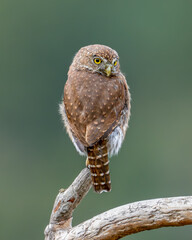 Northern Pygmy Owl